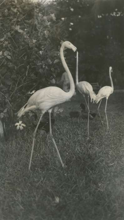 flamingo, Iowa History, bird, history of Iowa, Leisure, Miami, FL, McMurray, Doug, Animals, Travel, Iowa
