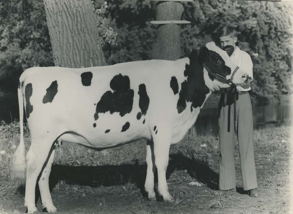 history, holstein cow, Photos, cattle congress, Black Hawk, IA, cow, holstein, Animals, ia, historic, United States, Grout Museum of History and Science, Waterloo, Iowa, national cattle congress