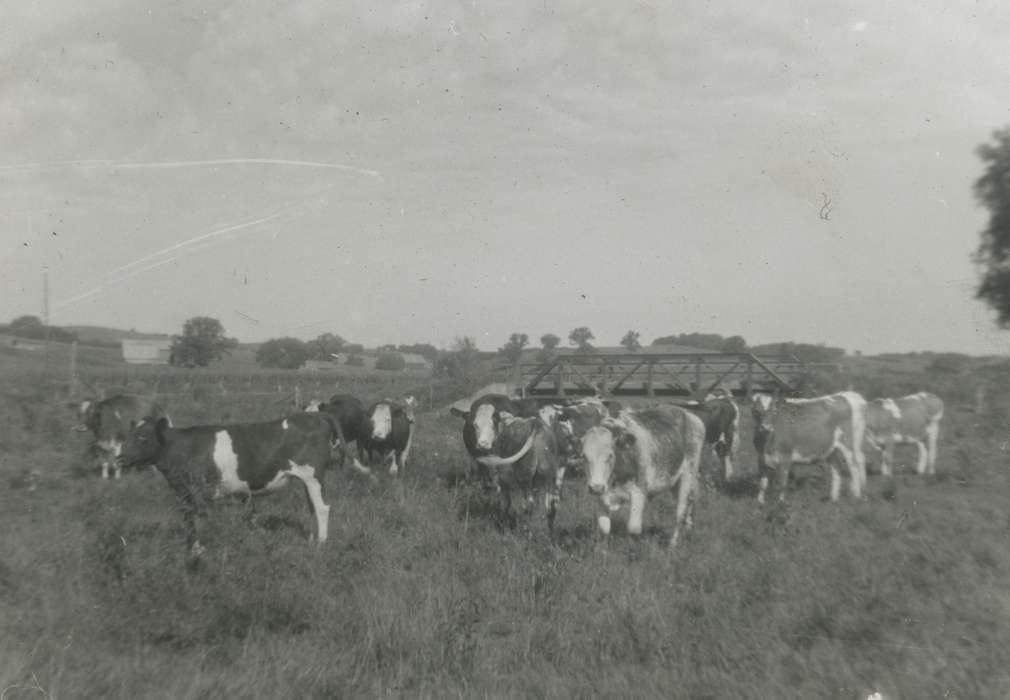 Farms, cattle, bridge, history of Iowa, Iowa History, Animals, Kleppe, Leslie, pasture, Ossian, IA, cows, Iowa