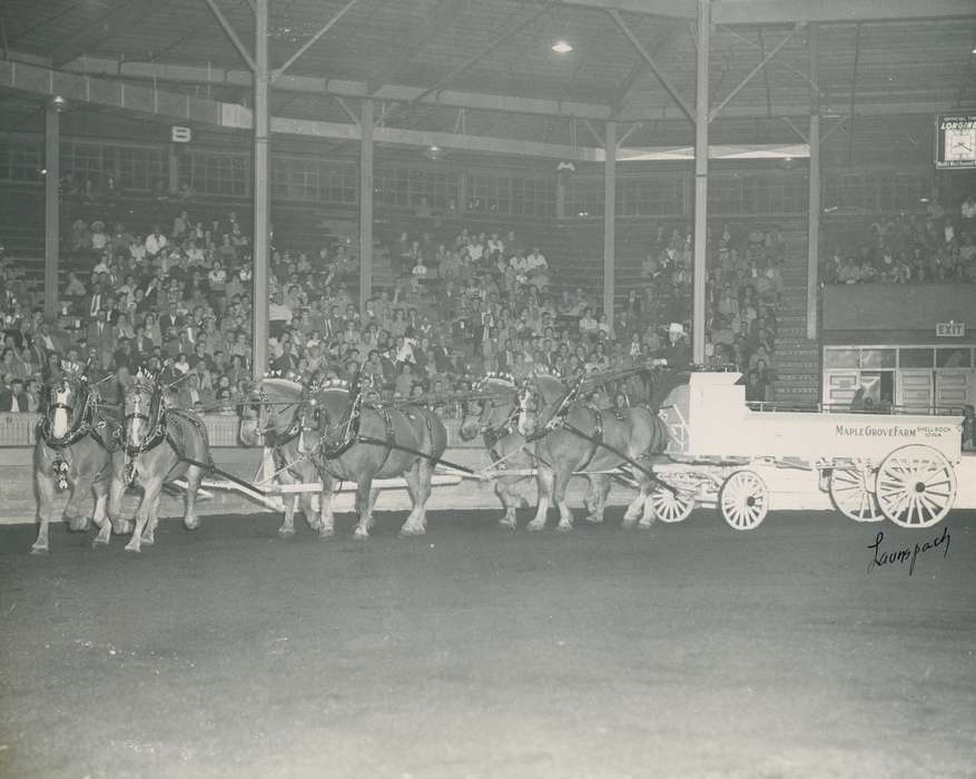 horse team, history, horse, Photos, cattle congress, Black Hawk, IA, ia, historic, United States, Grout Museum of History and Science, Waterloo, Iowa, national cattle congress