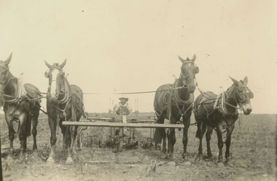 field, Farming Equipment, horse collar, cultivator, plow, Iowa History, Labor and Occupations, Iowa, Animals, Macey, IA, Mortenson, Jill, horse, horse drawn, Farms, horses, history of Iowa