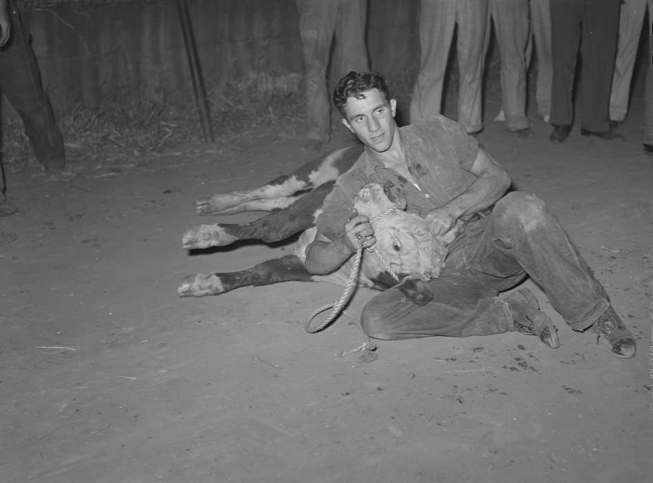 Iowa History, Iowa, calf, Fairs and Festivals, Leisure, Entertainment, history of Iowa, Library of Congress, Animals, fairgrounds, competition