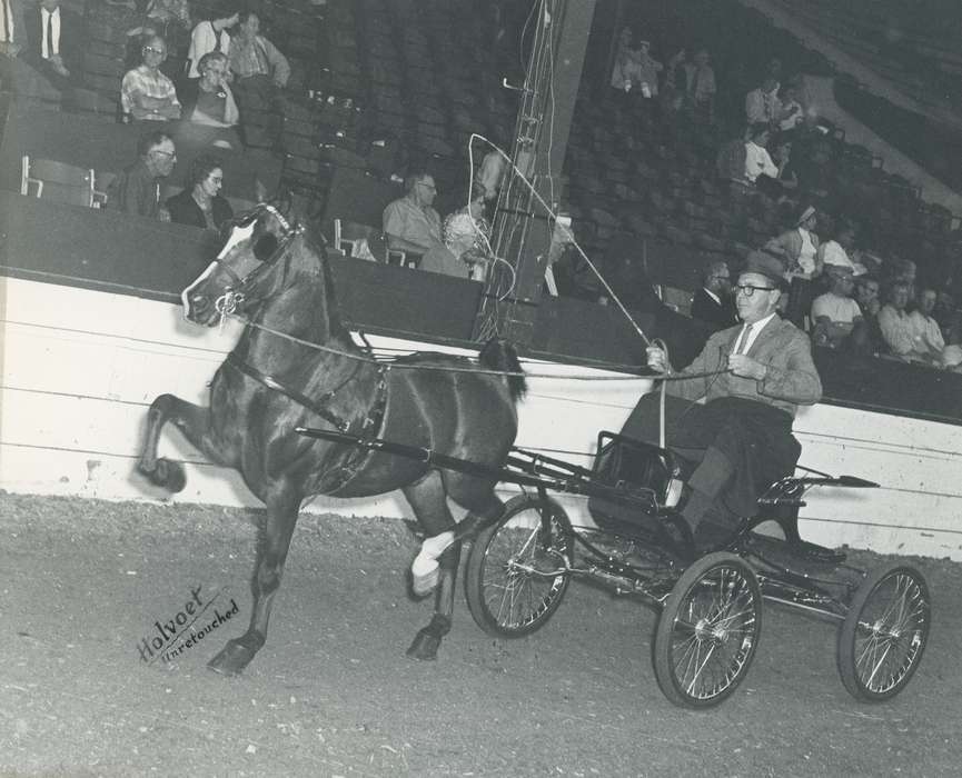 history, horse, Photos, cattle congress, Black Hawk, IA, ia, Animals, Fairs and Festivals, historic, United States, Grout Museum of History and Science, Waterloo, Iowa, national cattle congress