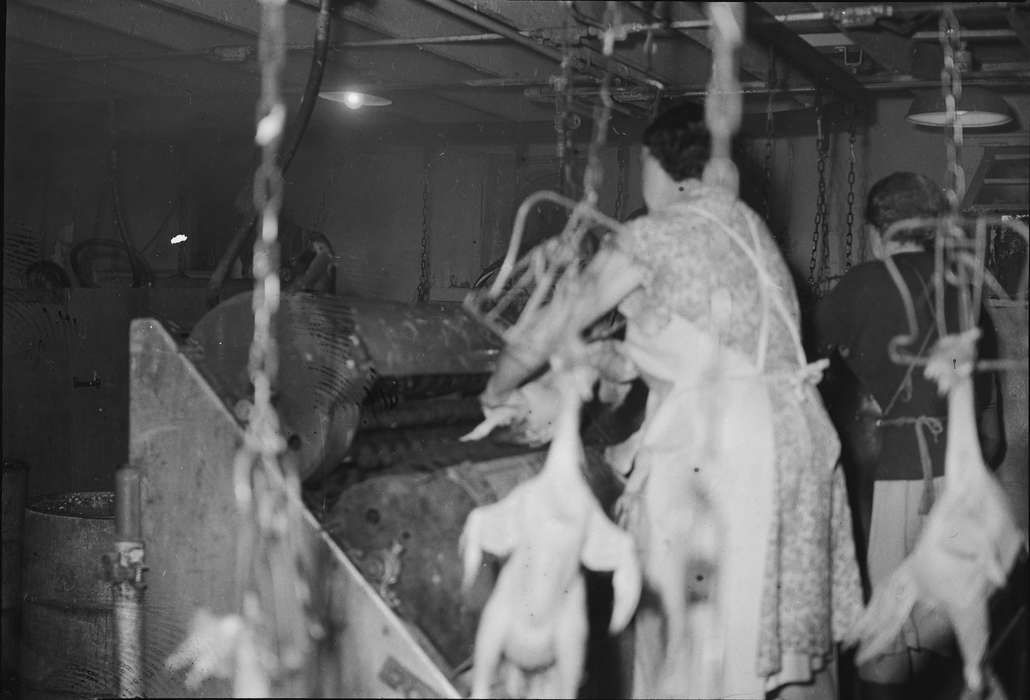 IA, historic, industries--meat processing, Coon Rapids, meat packing plant, Farming Equipment, Animals, chicken processing plant, Businesses and Factories, Iowa, United States, Photos, history, factory workers, chicken, ia, Coon Rapids Enterprise, workers