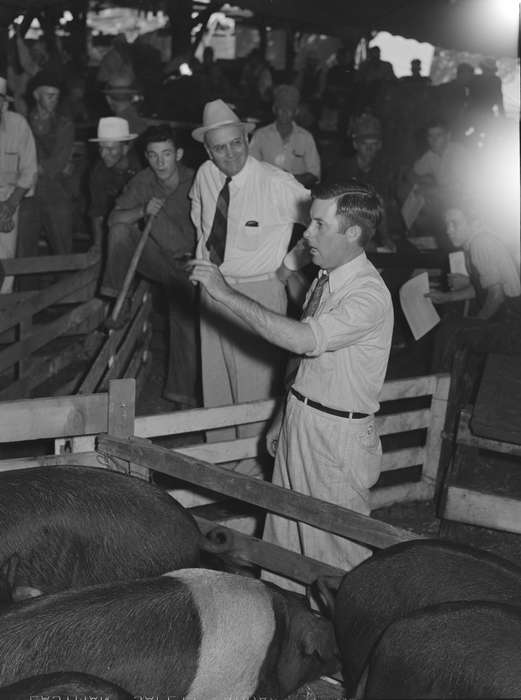 Fairs and Festivals, Labor and Occupations, Animals, history of Iowa, auction, pig pen, Iowa, hogs, Library of Congress, Iowa History, Barns