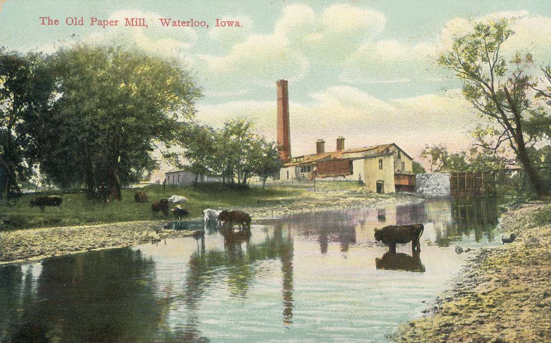 stream, cows, ia, postcard, Landscapes, paper mill, Lakes, Rivers, and Streams, Iowa, United States, Businesses and Factories, Photos, IA, history, historic, Waterloo, Olsson, Ann and Jons, Black Hawk, Animals