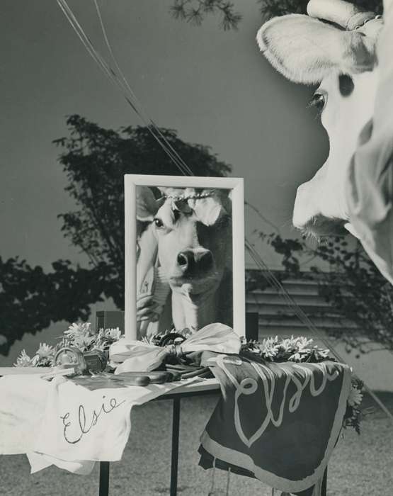 cow, photograph, Photos, historic, Grout Museum of History and Science, banner, United States, Iowa, centerpiece, Black Hawk, ia, cattle congress, history, photo frame, Waterloo, IA, Animals, national cattle congress