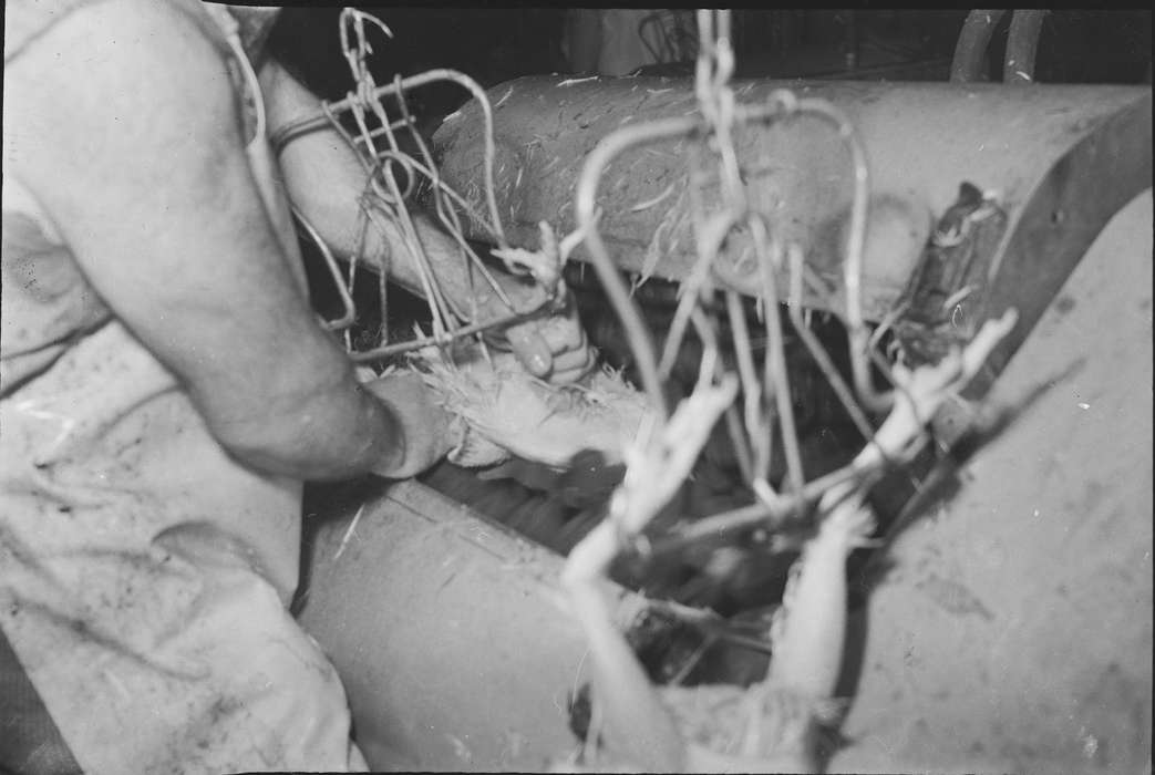 Businesses and Factories, chickens, Iowa, IA, United States, Photos, historic, industries--meat processing, Coon Rapids, Coon Rapids Enterprise, history, Farming Equipment, Animals, hooks, meat packing plant, ia, chicken processing plant