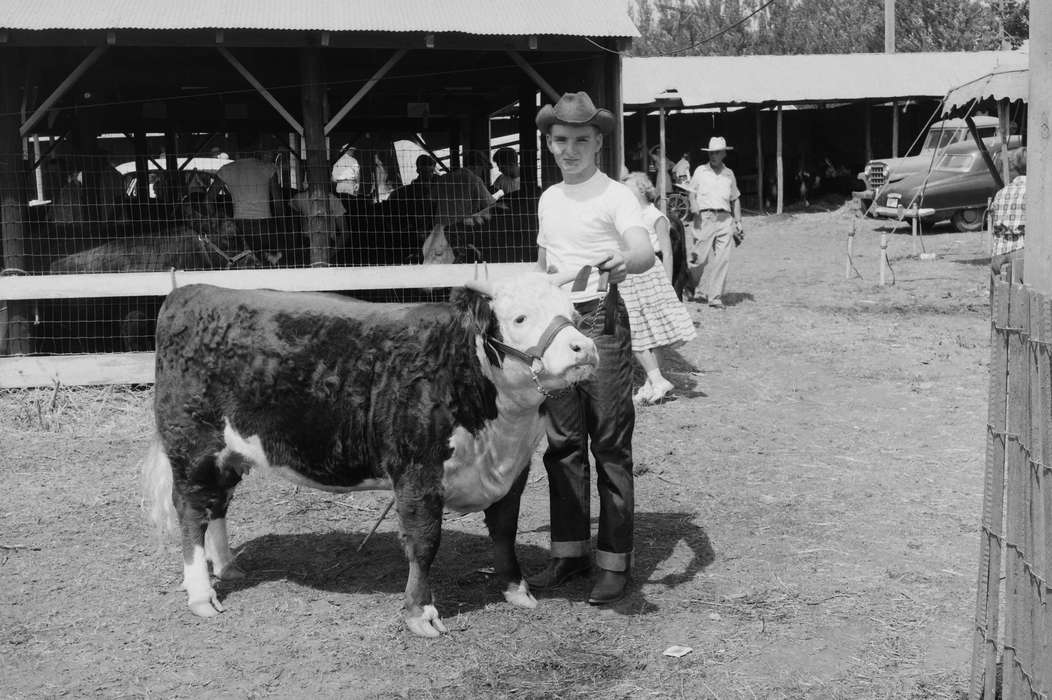 cow, United States, history, ia, Photos, Coon Rapids Enterprise, Animals, historic, Iowa, IA, Coon Rapids