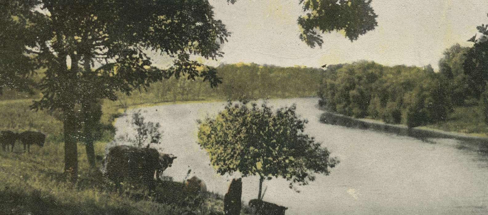 Landscapes, Lakes, Rivers, and Streams, Meyer, Mary, cow, river bank, tree, cedar river, Leisure, river