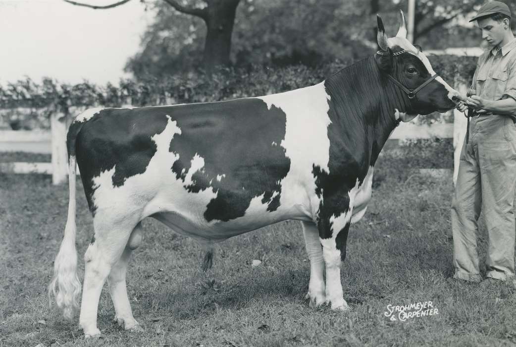 national cattle congress, Animals, cattle congress, Waterloo, Photos, history, ia, IA, historic, Black Hawk, ayrshire cow, Iowa, cow, Grout Museum of History and Science, United States