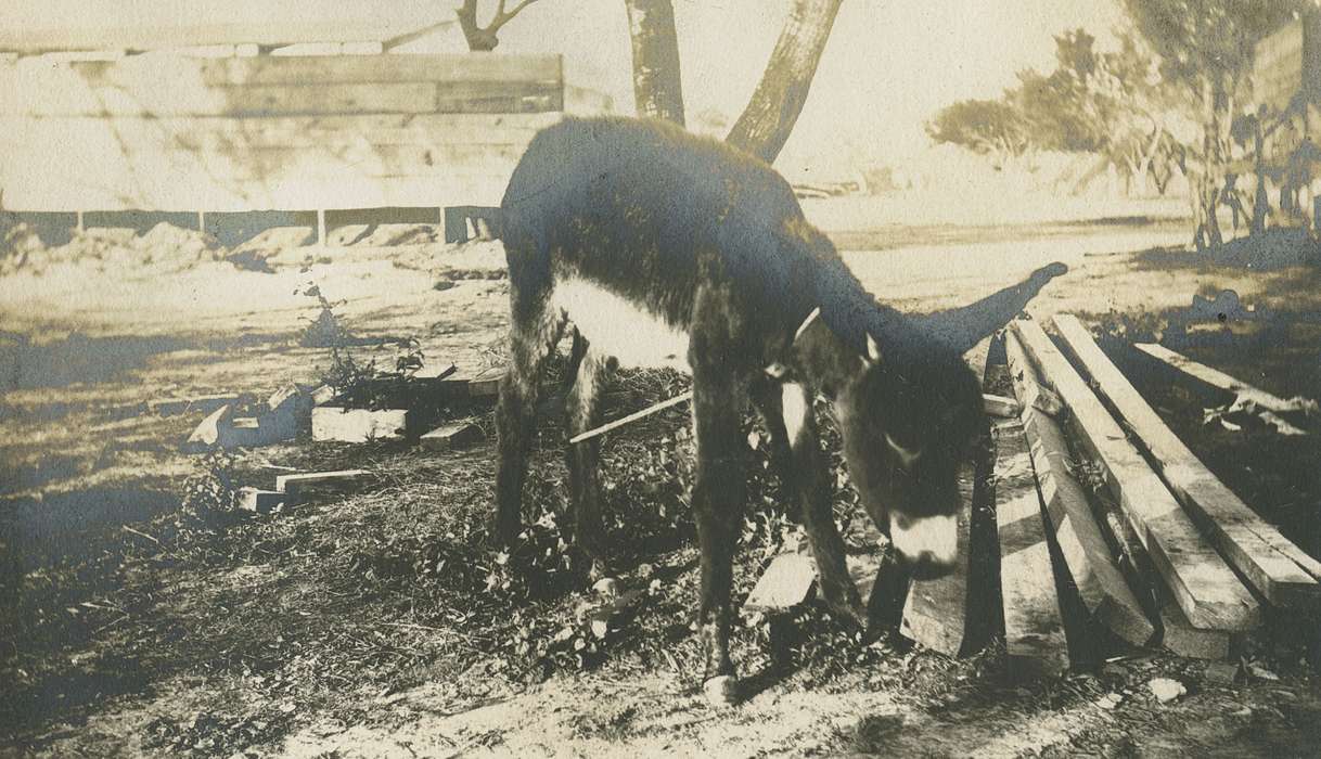 donkey, Iowa, Iowa History, Farms, history of Iowa, LeQuatte, Sue, Animals, IA