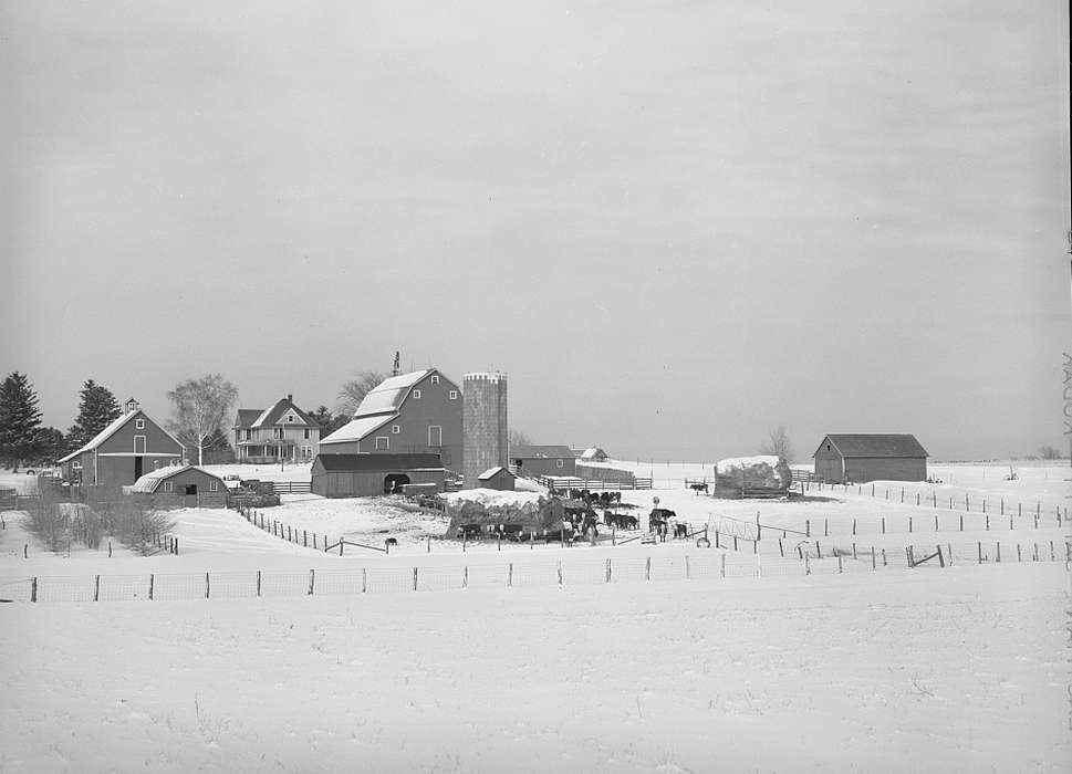 cows, woven wire fence, snow, Barns, farmhouse, Winter, Homes, barnyard, Farms, homestead, history of Iowa, windmill, trees, corn crib, red barn, Iowa History, hay mound, sheds, barbed wire fence, Iowa, Library of Congress, silo, Animals