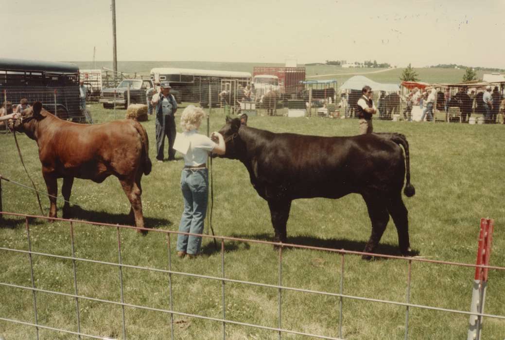 Iowa History, history of Iowa, Fairs and Festivals, Animals, Remsen, IA, bull, Iowa, Schmillen, Gloria