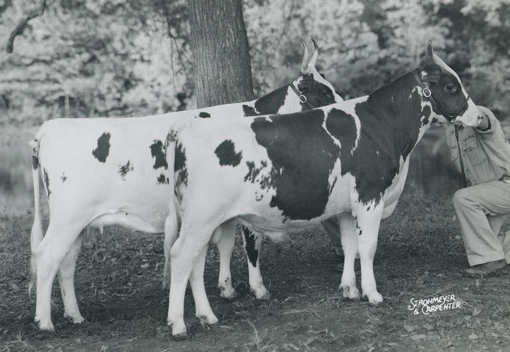 national cattle congress, Animals, cattle congress, Photos, history, ia, IA, historic, Black Hawk, ayrshire cow, Iowa, Waterloo, Grout Museum of History and Science, cows, United States