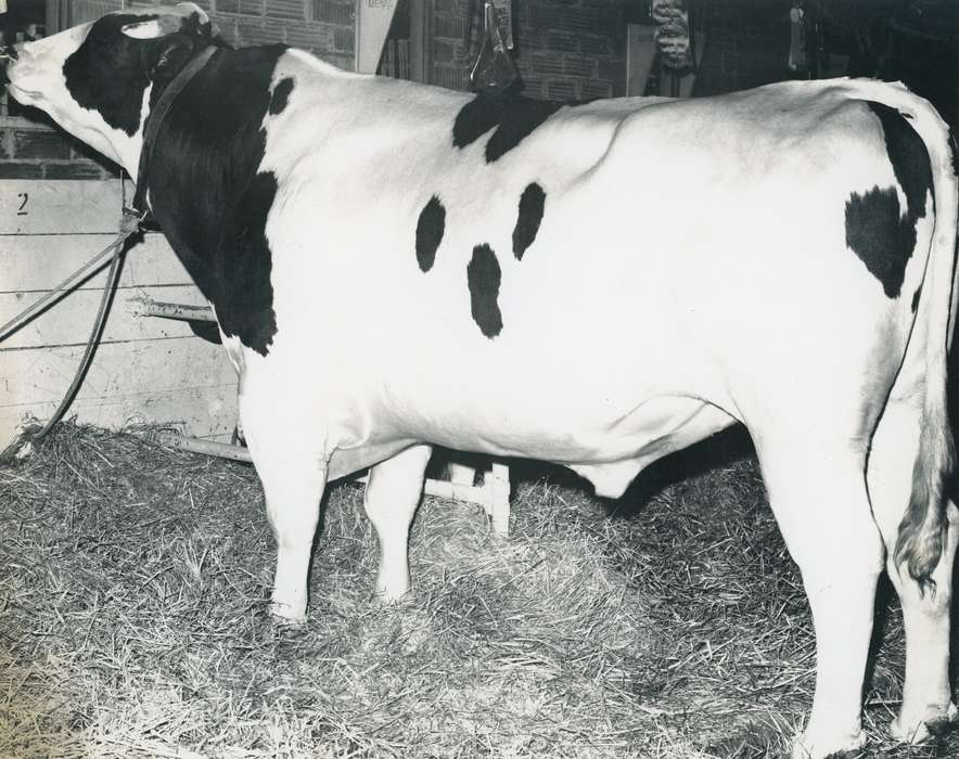 history, Photos, cattle congress, Black Hawk, IA, ia, holstein, Animals, historic, holstein bull, bull, United States, Grout Museum of History and Science, Waterloo, Iowa, national cattle congress
