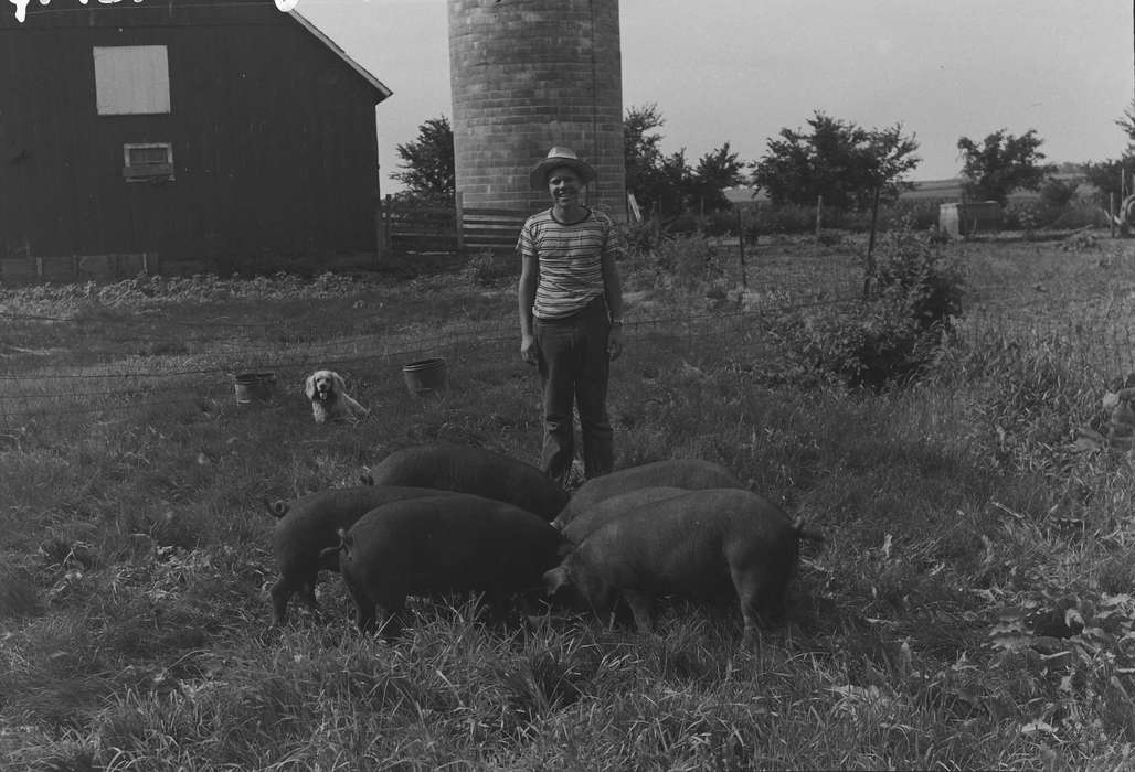 IA, t-shirt, historic, cocker spaniel, Coon Rapids, Barns, grass, Animals, silo, Iowa, pigs, United States, Photos, Farms, history, pig, ia, Coon Rapids Enterprise, duroc
