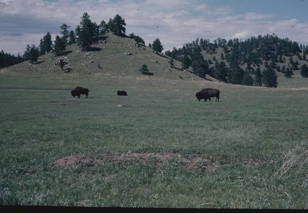 Iowa History, history of Iowa, Landscapes, Zischke, Ward, bison, Animals, USA, Iowa