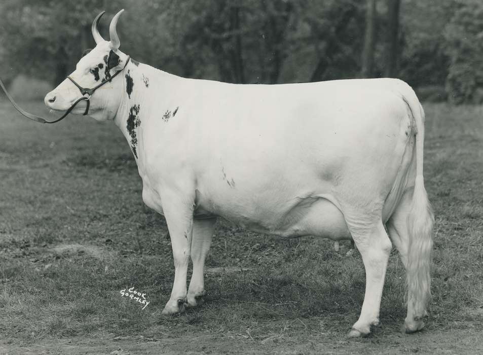 national cattle congress, Animals, cattle congress, Waterloo, Photos, history, ia, IA, historic, Black Hawk, ayrshire cow, Iowa, cow, Grout Museum of History and Science, United States