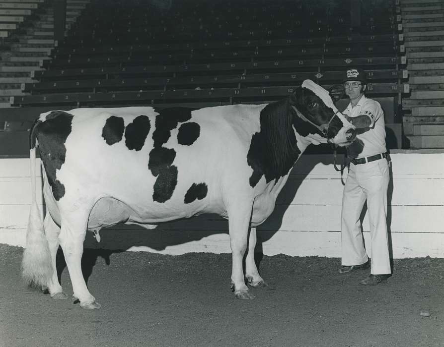 history, holstein cow, Photos, cattle congress, Black Hawk, IA, cow, holstein, Animals, ia, historic, United States, Grout Museum of History and Science, Waterloo, Iowa, national cattle congress