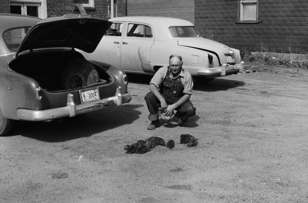 ia, Photos, United States, IA, Coon Rapids, Iowa, historic, history, Animals, Coon Rapids Enterprise