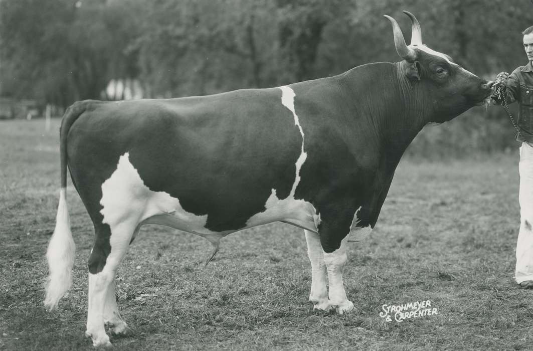 national cattle congress, Animals, cattle congress, Waterloo, Photos, history, ia, IA, historic, Black Hawk, ayrshire cow, Iowa, cow, Grout Museum of History and Science, United States