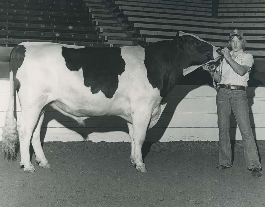 history, Photos, cattle congress, Black Hawk, IA, ia, holstein, Animals, historic, holstein bull, bull, United States, Grout Museum of History and Science, Waterloo, Iowa, national cattle congress