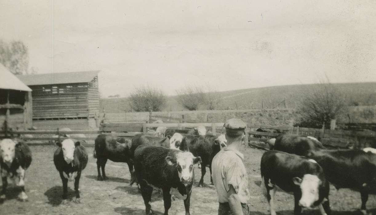 Welton, IA, steer, 4-h, Farms, Feddersen, Margaret, history of Iowa, Iowa History, Animals, cow, Iowa