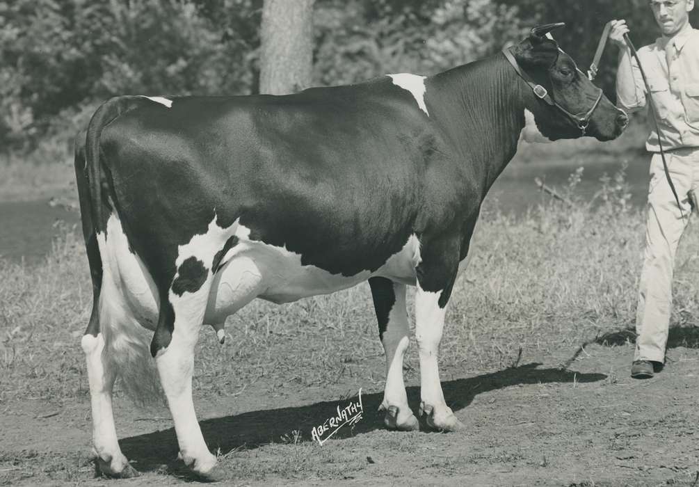 history, holstein cow, Photos, cattle congress, Black Hawk, IA, cow, holstein, Animals, ia, historic, United States, Grout Museum of History and Science, Waterloo, Iowa, national cattle congress