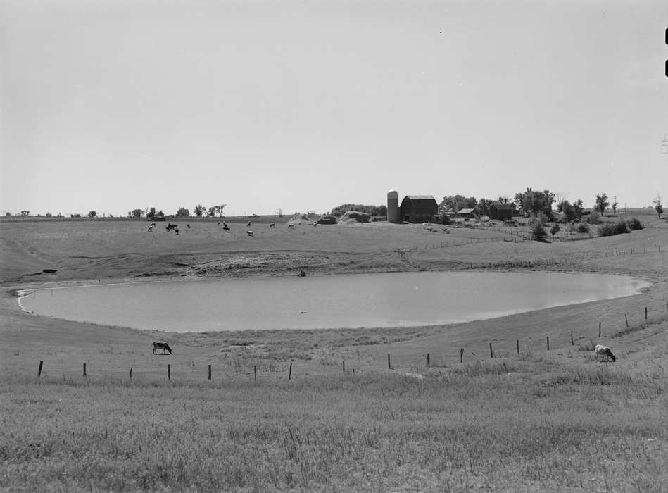 cows, Barns, farmhouse, Homes, pond, Farms, field, homestead, history of Iowa, pasture, trees, red barn, Iowa History, hay mound, sheds, barbed wire fence, Iowa, Library of Congress, Lakes, Rivers, and Streams, silo, Animals