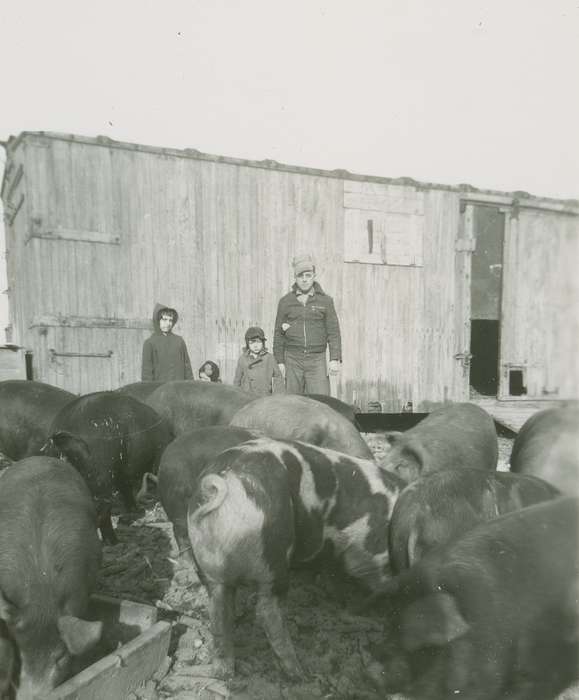 pigs, Families, history of Iowa, Iowa History, Barns, Animals, hogs, Portraits - Group, Iowa, Children, Fredericks, Robert, Spechts Ferry, IA