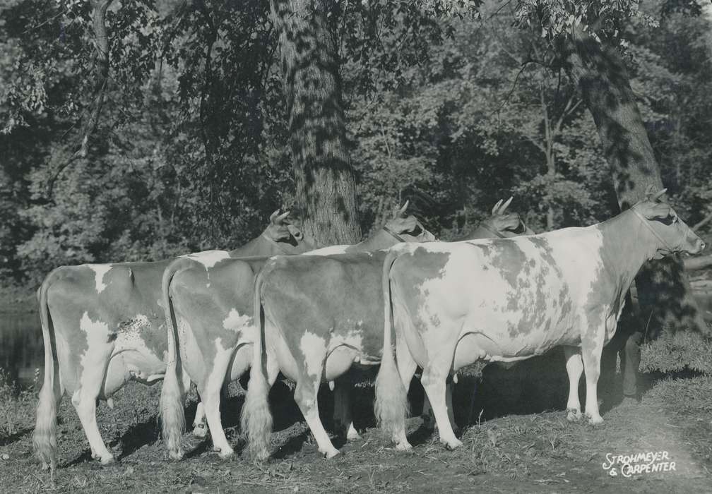 cattle congress, IA, historic, Animals, United States, Farms, guernsey cow, Waterloo, national cattle congress, history, Photos, Black Hawk, trees, cow, Fairs and Festivals, ia, Grout Museum of History and Science, Civic Engagement, Iowa, dairy cow
