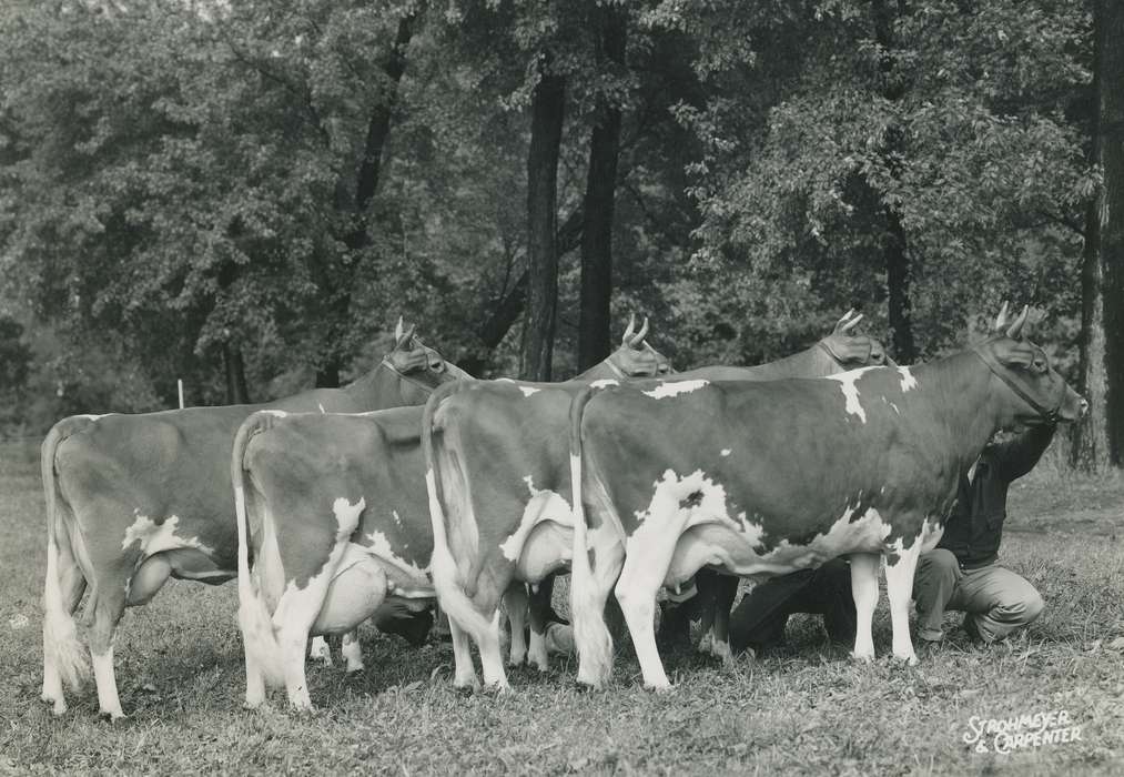 cattle congress, IA, historic, Animals, United States, Farms, guernsey cow, Waterloo, national cattle congress, history, Photos, Black Hawk, cow, Fairs and Festivals, ia, Grout Museum of History and Science, Civic Engagement, Iowa, dairy cow