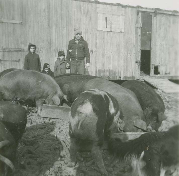 Portraits - Group, hogs, Iowa History, Fredericks, Robert, history of Iowa, Iowa, Children, Animals, Barns, pigs, Spechts Ferry, IA