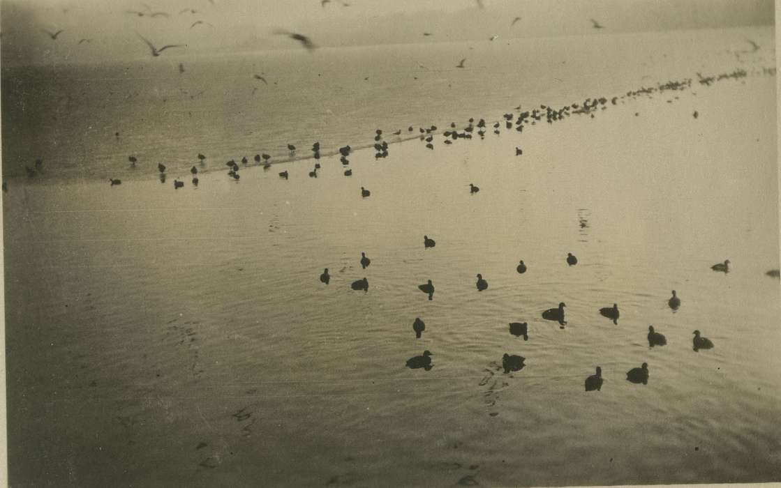 Animals, Fabos, Edith, Lakes, Rivers, and Streams, lake, duck