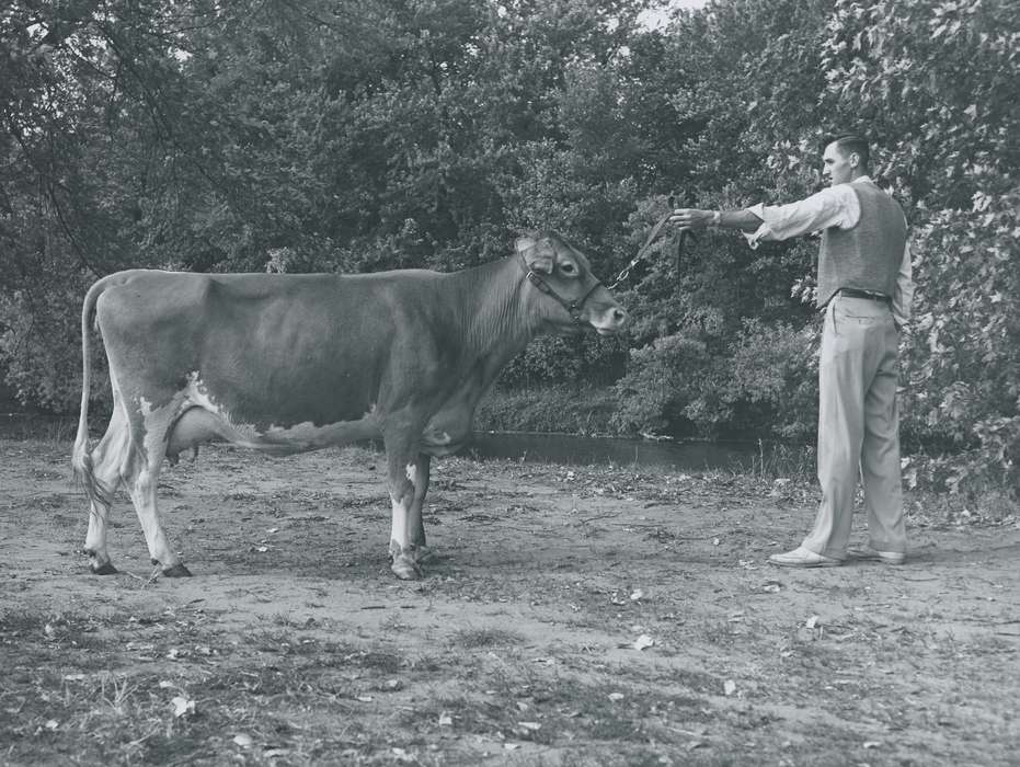 man, cattle congress, IA, historic, Animals, United States, Farms, guernsey cow, Waterloo, national cattle congress, history, bush, Photos, Black Hawk, cow, Fairs and Festivals, ia, Grout Museum of History and Science, Civic Engagement, Iowa, dairy cow