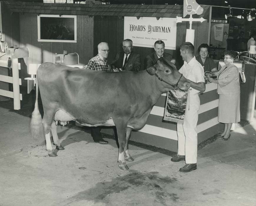 man, cattle congress, IA, historic, Animals, United States, Farms, guernsey cow, Waterloo, national cattle congress, history, Photos, woman, Black Hawk, cow, Fairs and Festivals, ia, Grout Museum of History and Science, Civic Engagement, Iowa, dairy cow
