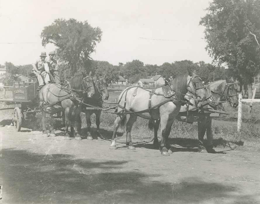 Animals, men, Waverly, IA, horse and buggy, parade, Fairs and Festivals, Iowa, history of Iowa, Waverly Public Library, Entertainment, Iowa History