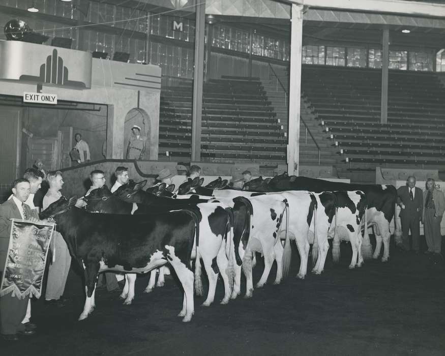 history, holstein cow, Photos, cattle congress, Black Hawk, IA, cow, holstein, Animals, ia, arena, historic, United States, Grout Museum of History and Science, Waterloo, Iowa, national cattle congress