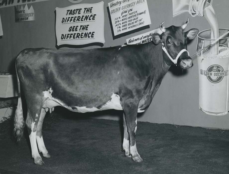 cattle congress, IA, historic, Animals, United States, Farms, guernsey cow, Waterloo, national cattle congress, history, Photos, Black Hawk, cow, Fairs and Festivals, ia, Grout Museum of History and Science, Civic Engagement, Iowa, dairy cow