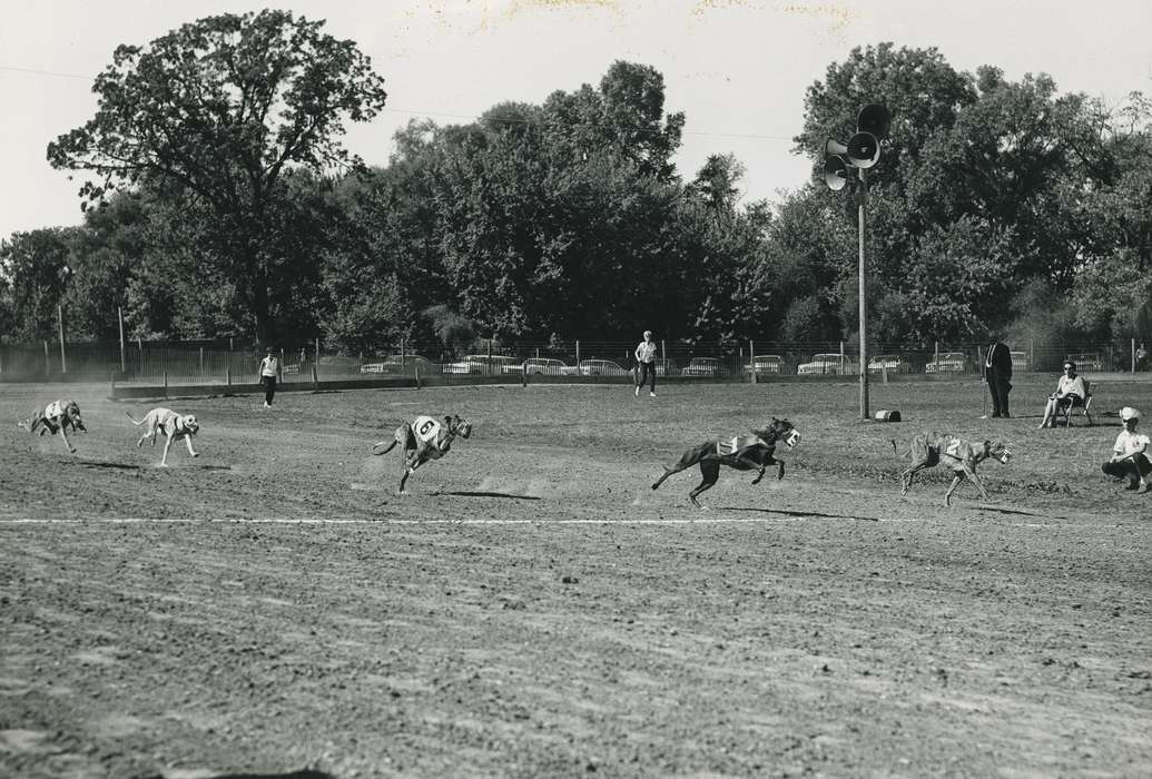 IA, Animals, Black Hawk, historic, dogs, Iowa, national cattle congress, United States, greyhound, ia, Waterloo, greyhoud race, cattle congress, Photos, history, dog, Grout Museum of History and Science