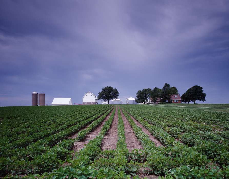 field, Barns, history of Iowa, Library of Congress, produce, crops, Iowa History, Iowa, Landscapes, rows, Farms