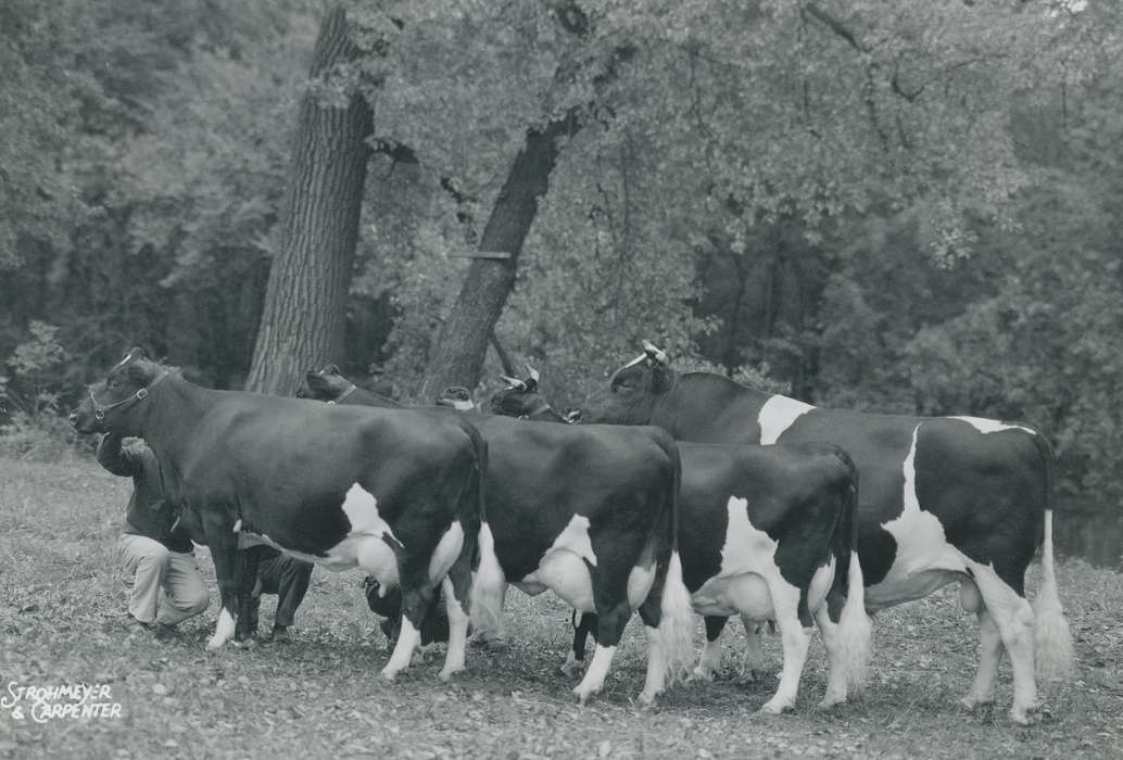 cattle congress, IA, historic, Animals, holstein, bull, United States, Waterloo, national cattle congress, history, holstein cow, Photos, Black Hawk, cow, ia, holstein bull, Grout Museum of History and Science, Iowa