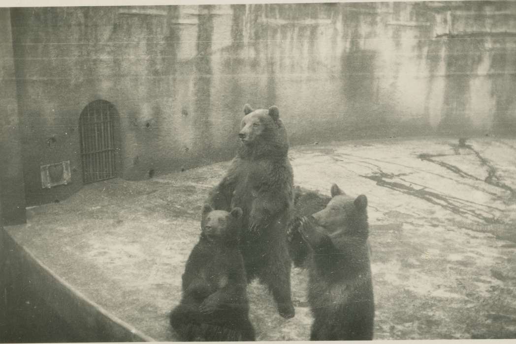 Fabos, Edith, Animals, bear, zoo