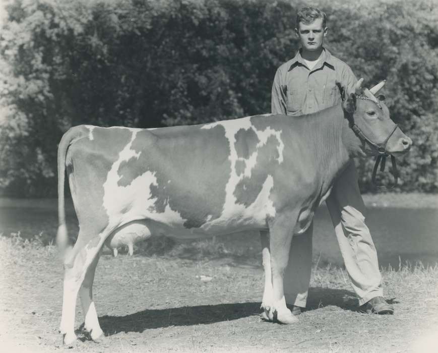 man, cattle congress, IA, historic, Animals, United States, Farms, guernsey cow, Waterloo, national cattle congress, history, Photos, Black Hawk, cow, Fairs and Festivals, ia, teenager, Grout Museum of History and Science, Civic Engagement, Iowa, dairy cow
