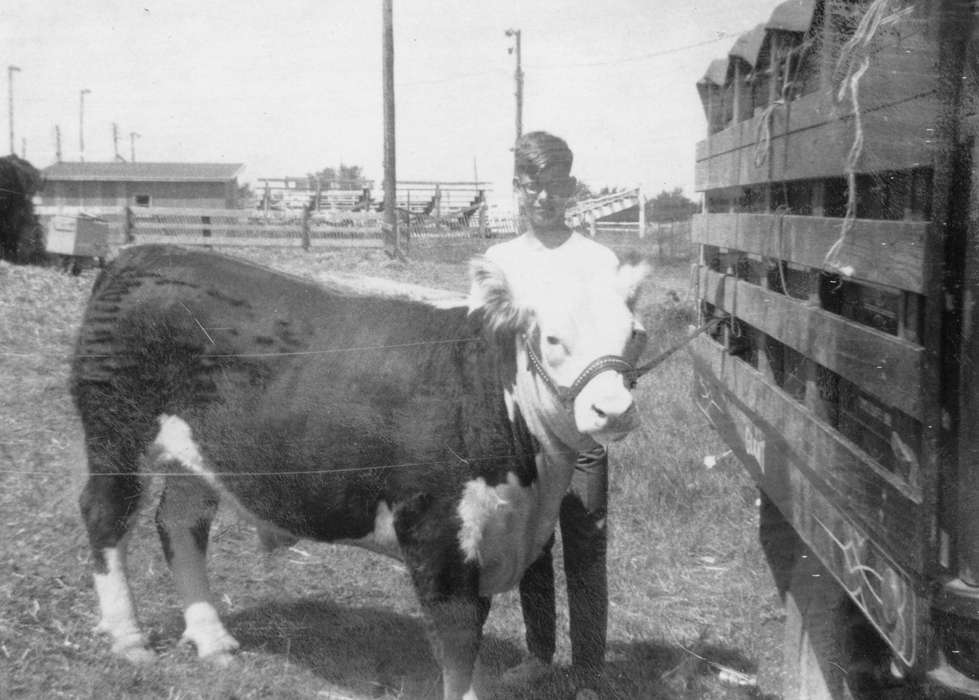 Fairs and Festivals, Osceola, IA, Schrodt, Evelyn, Animals, Iowa History, cattle, hereford, bull, Iowa, history of Iowa, Portraits - Individual