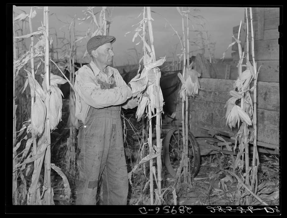 Farms, farmer, Iowa, harvest, Photos, historic, rothstein, arthur, United States, ia, history, Library of Congress, IA, corn