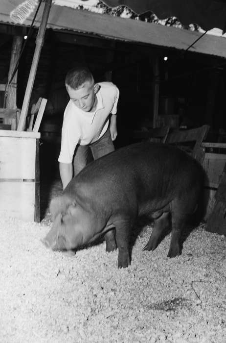 Iowa, IA, United States, flash, Photos, historic, Coon Rapids, Fairs and Festivals, boy, pig, history, Animals, ia, Coon Rapids Enterprise, Children, pigpen