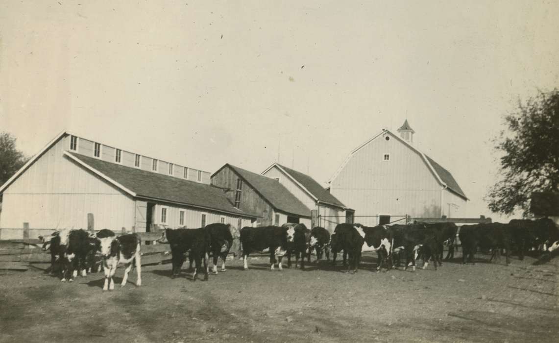 cow, Animals, Iowa, history of Iowa, Farms, Macey, IA, Iowa History, cattle, Mortenson, Jill, Barns