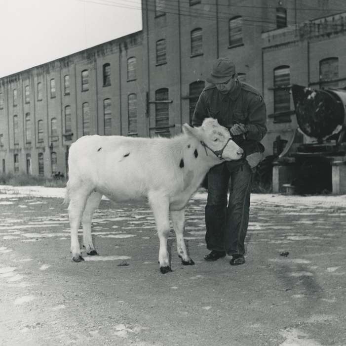 farmer, snow, man, Iowa History, Waverly, IA, cow, animal, Animals, Iowa, Waverly Public Library, history of Iowa